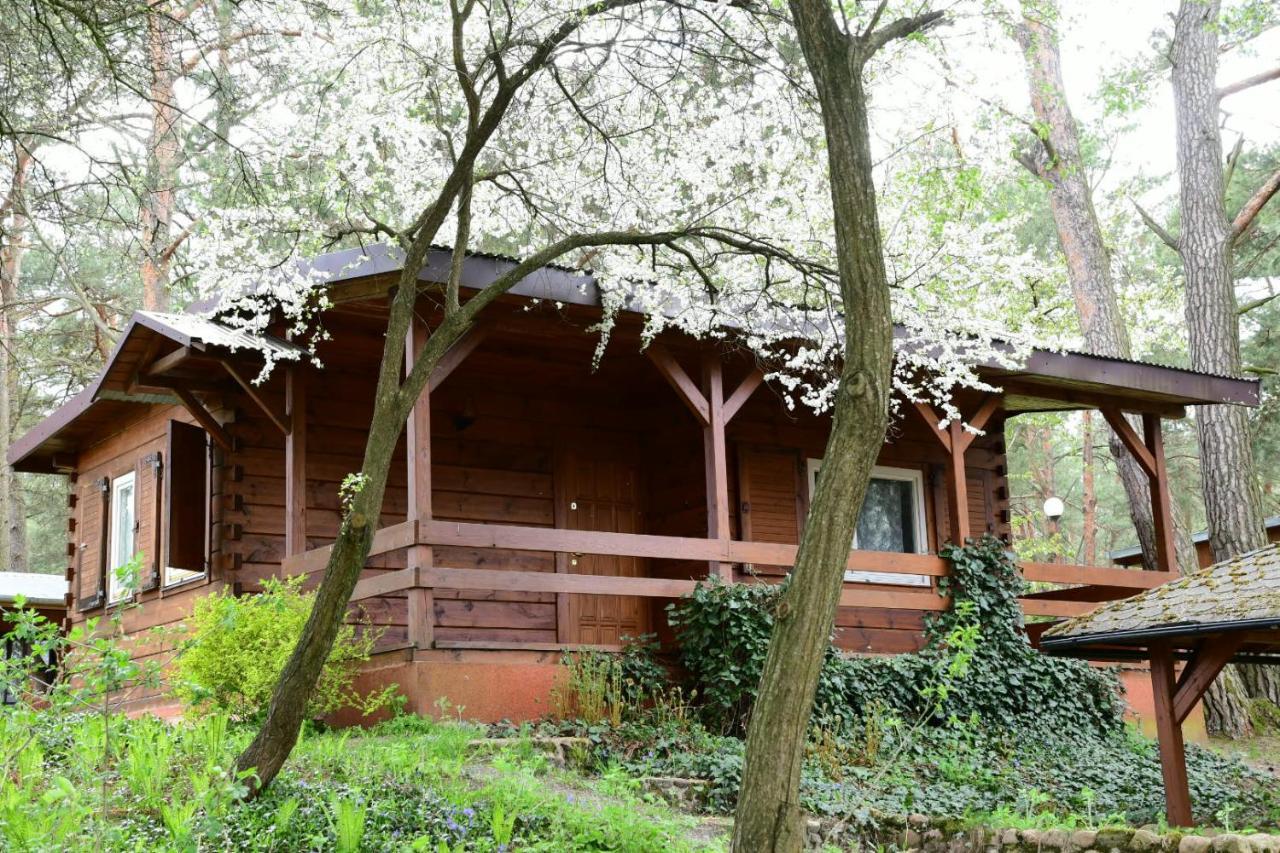 Sosnowy Domek Serpelice Екстериор снимка
